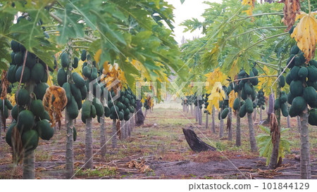 Papaya plantation on Thoddoo island in the morning, Maldives 101844129