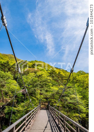 Ryuokyo Gorge and fresh greenery (Nikko City, Tochigi Prefecture) 101844273