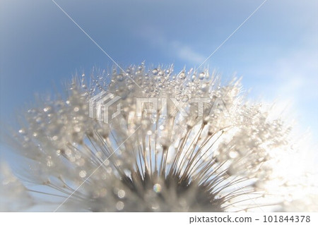 Morning dew on fluff Morning dew on fluff 101844378