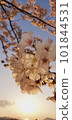 Cherry Blossoms   101844531