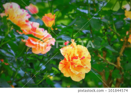 Unique French Rose Edgar Degas Unique French Rose Edgar Degas 101844574
