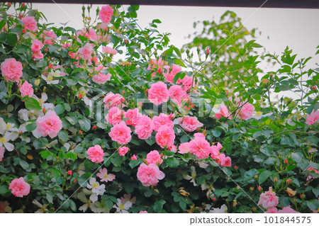 Gorgeous rose flowers in full bloom Gorgeous rose flowers in full bloom 101844575
