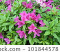 Azalea's flower 101844578