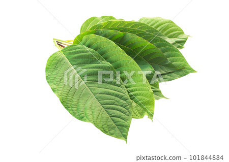 Green Mitragyna speciosa Korth Leaves (Kratom) isolated on white background, Health Care and Midical Concept 101844884