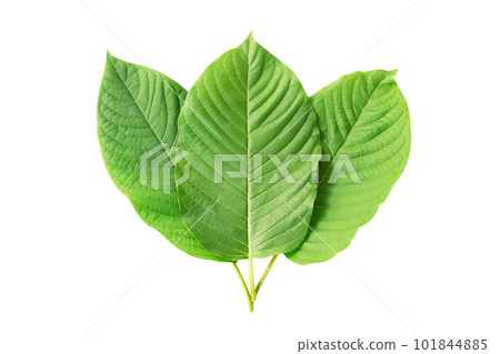 Green Mitragyna speciosa Korth Leaves (Kratom) isolated on white background, Health Care and Midical Concept 101844885
