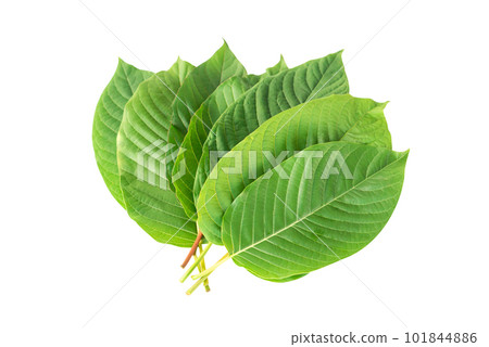 Green Mitragyna speciosa Korth Leaves (Kratom) isolated on white background, Health Care and Midical Concept Green Mitragyna speciosa Korth Leaves (Kratom) isolated on white background, Health Care and Midical Concept 101844886