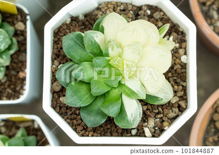 Closeup Haworthia succulent or cactus plant grow in pot, selective focus Closeup Haworthia succulent or cactus plant grow in pot, selective focus 101844887