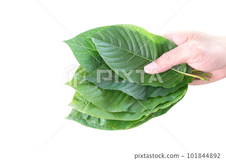 Hand holding Green Mitragyna speciosa Korth Leaves (Kratom) isolated on white background, Health Care and Midical Concept 101844892