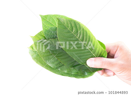 Hand holding Green Mitragyna speciosa Korth Leaves (Kratom) isolated on white background, Health Care and Midical Concept 101844893
