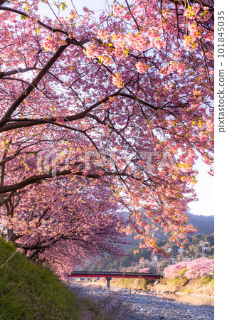 《Shizuoka Prefecture》Kawazu-cho, the dawn of Kawazu cherry blossoms in full bloom 《Shizuoka Prefecture》Kawazu-cho, the dawn of Kawazu cherry blossoms in full bloom 101845035