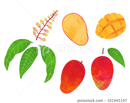 Retro hand drawn mango illustration material set 101845197