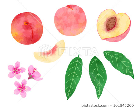 Retro hand drawn peach, peach illustration material set 101845200