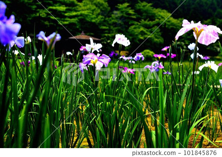 花鳶尾、神樂女花童園、高反差表情 101845876