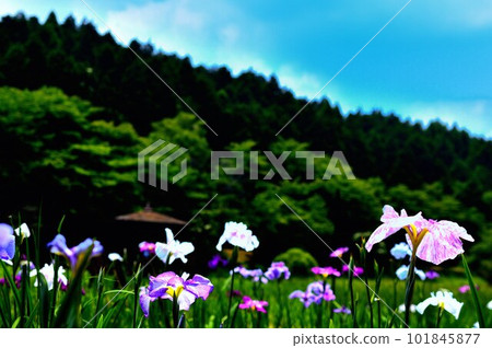 花鳶尾、神樂女花童園、高反差表情 花鳶尾、神樂女花童園、高反差表情 101845877