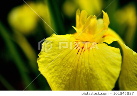 Hana iris, Kagurameko Hanashobuen, high-contrast expression 101845887