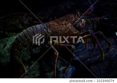 鳥羽水族館伊勢龍蝦 101846074