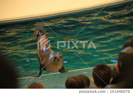 Toba Aquarium Sea Lion Show 101846078