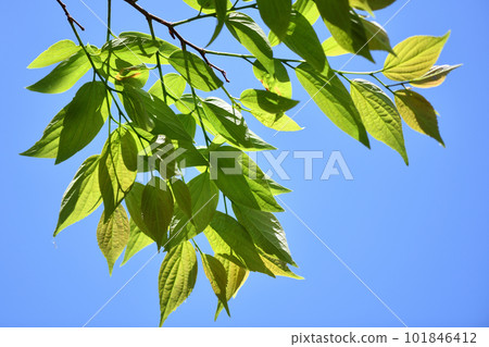 young leaves of hackberry young leaves of hackberry 101846412