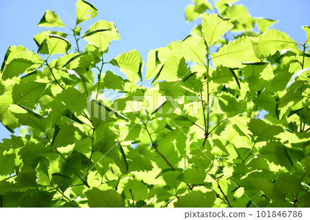 外來櫟 (Fagaceae) 的幼葉 101846786