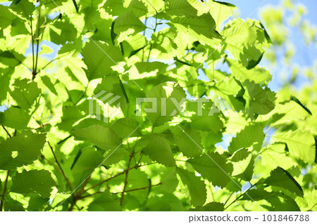 外來櫟 (Fagaceae) 的幼葉 101846788