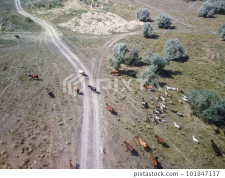 Country road along a meadow with cows in Ukraine, village area.  101847137