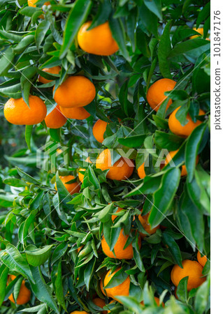 Closeup of ripe mandarins on tree Closeup of ripe mandarins on tree 101847176