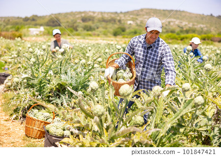 Plantation worker picking ripe artichokes on vegetable field Plantation worker picking ripe artichokes on vegetable field 101847421