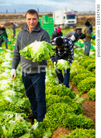 Farmer showing harvest of green lettuce 101847430