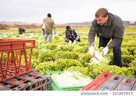 Farm worker harvesting green lettuce Farm worker harvesting green lettuce 101847655