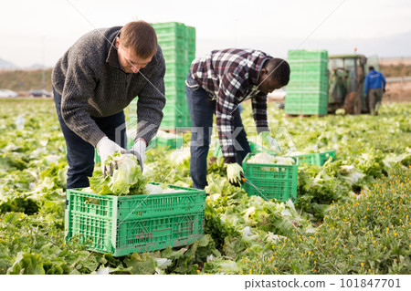 Horticulturist arranging green leaf lettuce in crates 101847701