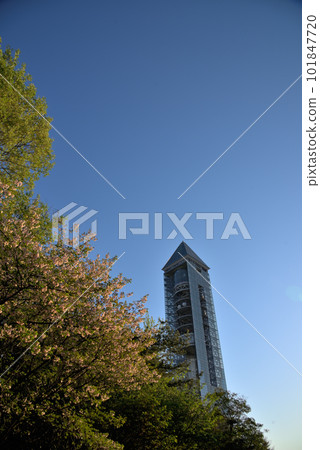 《Aichi Prefecture》Nagoya City Higashiyama Sky Tower and cherry blossoms 《Aichi Prefecture》Nagoya City Higashiyama Sky Tower and cherry blossoms 101847720