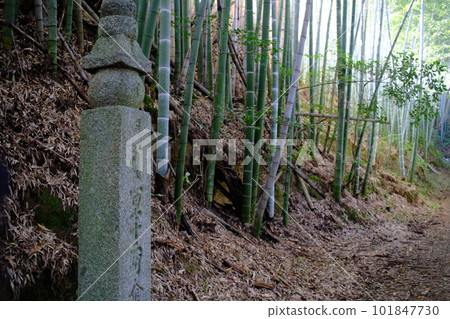 Bamboo and Koya Pilgrimage Route/Machiishimichi/Stone Pillars (Wakayama Prefecture/Koyasan) 2 Bamboo and Koya Pilgrimage Route/Machiishimichi/Stone Pillars (Wakayama Prefecture/Koyasan) 2 101847730