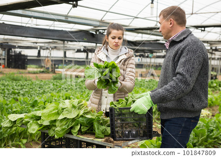 Man and woman gardeners during harvesting of green lettuce Man and woman gardeners during harvesting of green lettuce 101847809