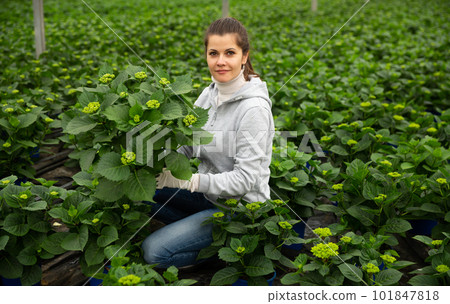 Portrait of female gardener with blooming flower who is taking care of them in orangery 101847818