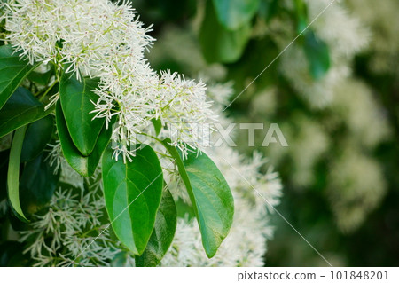 白雪般的一葉花1 101848201