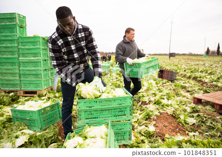 African farmer putting green leaf lettuce in boxes African farmer putting green leaf lettuce in boxes 101848351
