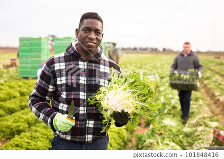 Successful African farmer with frisee in hands 101848416