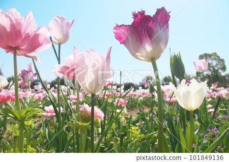 Tulip field flowers shining in the light [blue sky background] 101849136