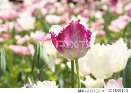 Tulip field flowers shining in the light 101849140