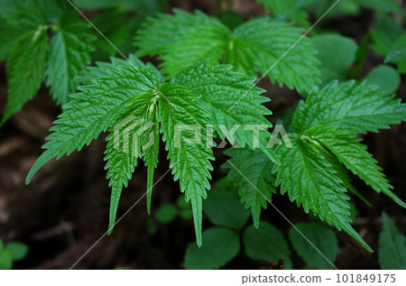 Pelargonium leaves Pelargonium leaves 101849175