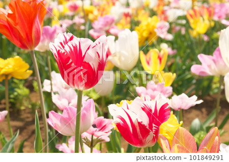 Tulip field flowers shining in the light 101849291
