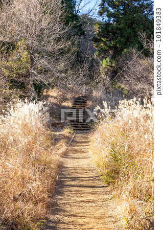 [Japan] A mountain path with thick silver grass on both sides of Mt. Takao 101849383