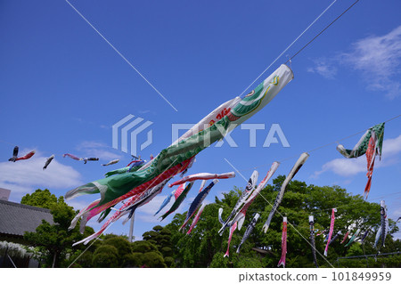 鯉魚旗在藍天中奮力游動 3 101849959