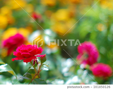 紅色明亮的花瓣和黃色的花朵 101850126