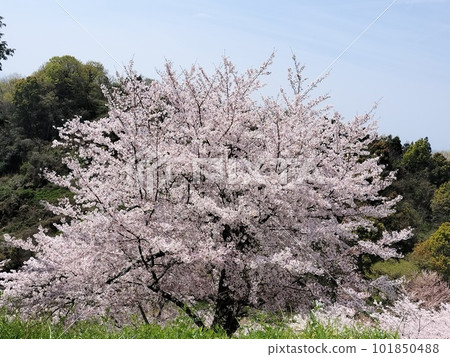 盛開在山和綠色天空的櫻花樹風景 盛開在山和綠色天空的櫻花樹風景 101850488