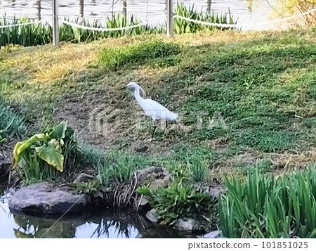 一隻野生白鳥棲息在池塘里一條小河的岸邊 101851025