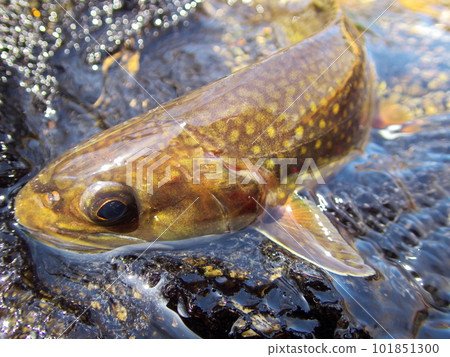 Brook trout on the Nishibetsu River 101851300