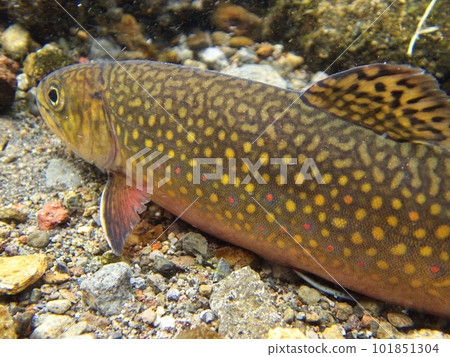Brook trout on the Nishibetsu River 101851304