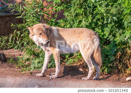 Gray wolf in forest on the green grass. The wolf, Canis lupus 101851348