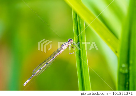 Small dragonfly Enallagma cyathigerum, the common blue damselfly, female. on a blade of grass Small dragonfly Enallagma cyathigerum, the common blue damselfly, female. on a blade of grass 101851371